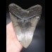 14,6cm riesiger, scharfer Megalodon Zahn