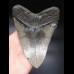 14,6cm giant, sharp Megalodon tooth