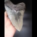 14,6cm riesiger, scharfer Megalodon Zahn