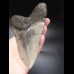 14,6cm riesiger, scharfer Megalodon Zahn