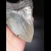 14,6cm riesiger, scharfer Megalodon Zahn