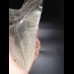 14,6cm riesiger, scharfer Megalodon Zahn