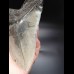 14,6cm giant, sharp Megalodon tooth