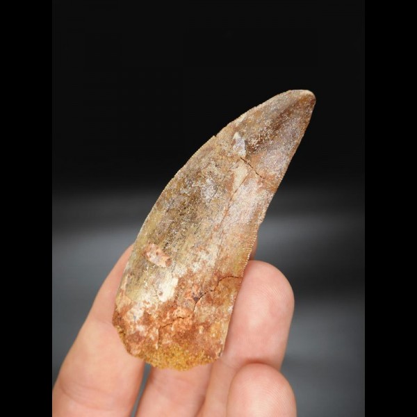 7,2cm giant tooth Carcharodontosaurus T-Rex