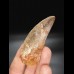 7,2cm giant tooth Carcharodontosaurus T-Rex