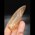 7,2cm giant tooth Carcharodontosaurus T-Rex