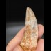 7,2cm giant tooth Carcharodontosaurus T-Rex