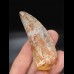 7,2cm giant tooth Carcharodontosaurus T-Rex