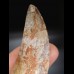 7,2cm giant tooth Carcharodontosaurus T-Rex