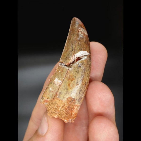 5,8cm tooth Carcharodontosaurus T-Rex