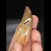 5,8cm tooth Carcharodontosaurus T-Rex