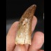 5,8cm tooth Carcharodontosaurus T-Rex
