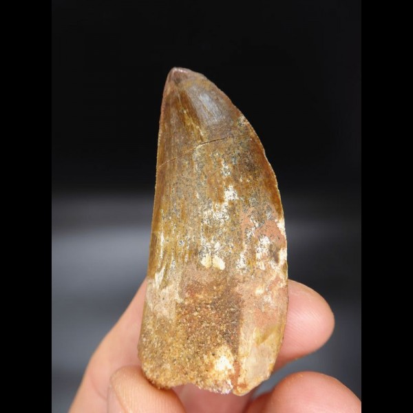 5,8cm very good tooth Carcharodontosaurus T-Rex