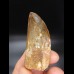 5,8cm very good tooth Carcharodontosaurus T-Rex