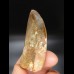 5,8cm very good tooth Carcharodontosaurus T-Rex