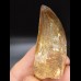 5,8cm very good tooth Carcharodontosaurus T-Rex