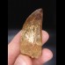 5,8cm very good tooth Carcharodontosaurus T-Rex