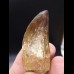 5,8cm very good tooth Carcharodontosaurus T-Rex