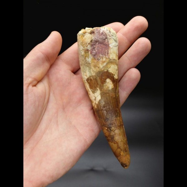 14,3cm giant tooth of Spinosaurus