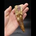 14,3cm giant tooth of Spinosaurus