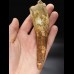 14,3cm giant tooth of Spinosaurus