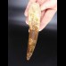 14,3cm giant tooth of Spinosaurus