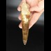 14,3cm giant tooth of Spinosaurus