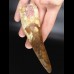 14,3cm giant tooth of Spinosaurus