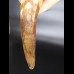 14,3cm giant tooth of Spinosaurus