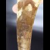 14,3cm giant tooth of Spinosaurus