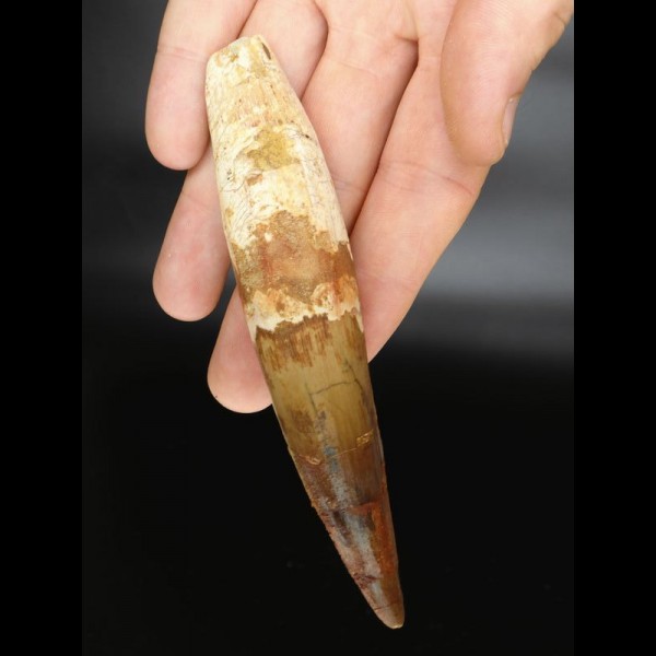 13,0cm giant tooth of Spinosaurus