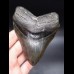 12,0cm massiver, breiter Megalodon Haizahn