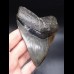 12,0cm massiver, breiter Megalodon Haizahn