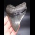 12,0cm massiver, breiter Megalodon Haizahn