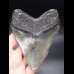 12,0cm massiver, breiter Megalodon Haizahn