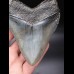 12,0cm massiver, breiter Megalodon Haizahn