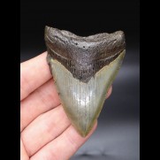 8,2cm scharfer Haizahn Megalodon