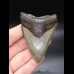 8,2cm scharfer Haizahn Megalodon