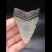 8,2cm scharfer Haizahn Megalodon