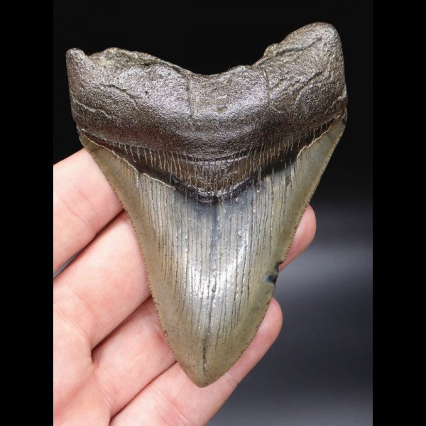 10,6cm sehr schöner Haizahn Megalodon