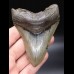 10,6cm sehr schöner Haizahn Megalodon