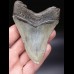 10,6cm sehr schöner Haizahn Megalodon