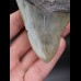 10,6cm sehr schöner Haizahn Megalodon