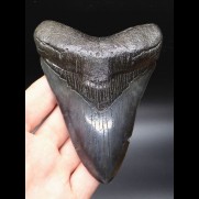12,4cm giant, beautiful shark tooth Megalodon