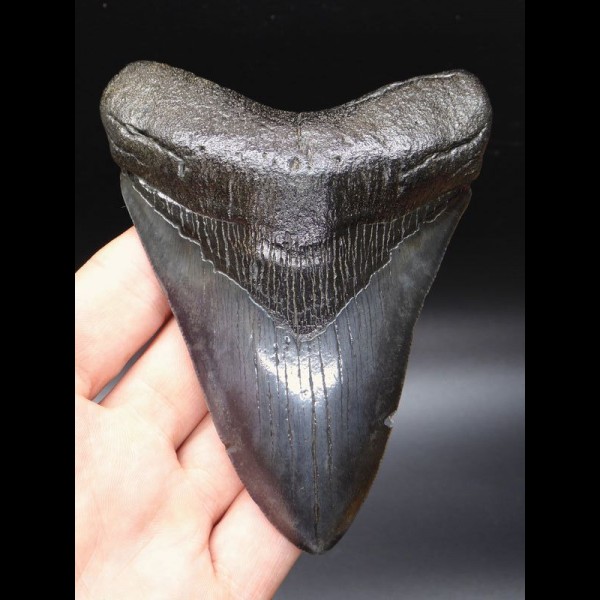 12,4cm riesiger, schöner Haizahn Megalodon