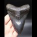 12,4cm riesiger, schöner Haizahn Megalodon