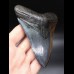 12,4cm riesiger, schöner Haizahn Megalodon