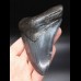 12,4cm riesiger, schöner Haizahn Megalodon