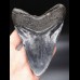 12,4cm riesiger, schöner Haizahn Megalodon