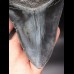 12,4cm giant, beautiful shark tooth Megalodon